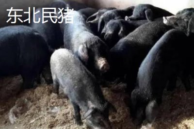 我国猪的品种有哪些,不同品种适合不同地区养殖