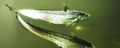 刀鱼是海鱼吗，严格来说不是海鱼