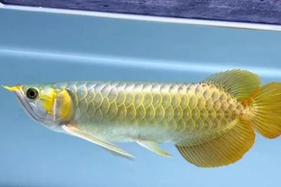 龙鱼吃饲料还是吃虾好,可以吃虾也可以吃饲料