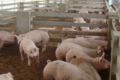 怎么判断猪得了猪瘟,一般体温会升高且精神不振