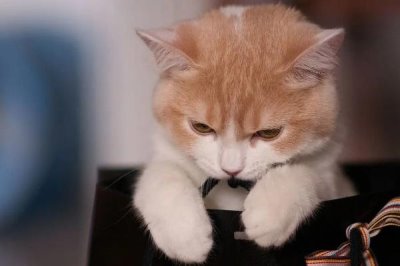 猫咪心肌肥大症,可能会导致猫咪猝死