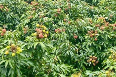 荔枝喜欢阳光吗,荔枝树生长期需要长时间的阳光照射