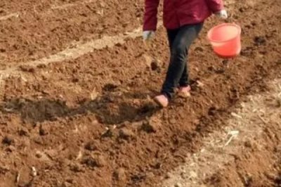 板蓝根的种植技术,整个生育期要中耕除草3次