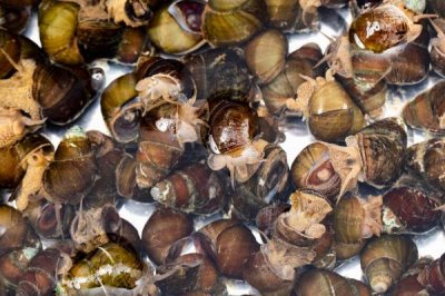 田螺是什么动物,是田螺科软体动物的统称