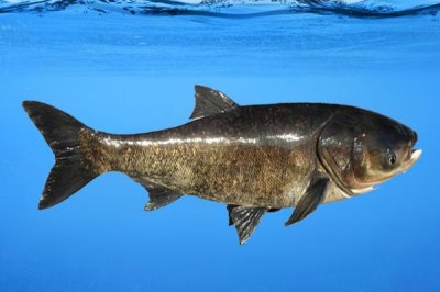 新关东鱼钩适合钓什么鱼,适合钓鲫鱼、鲤鱼、草鱼和鲢鳙等