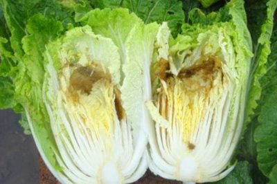 白菜为什么烧心，可能是未及时浇水或积水未及时清除等原因导致的