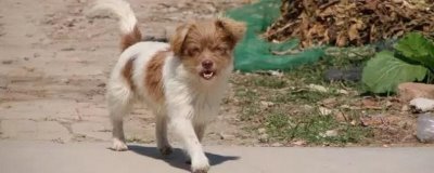 狗狗眼睛红肿的原因和治疗方式，可能是上火或异物进入等