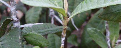 枇杷嫁接后怎么管理,需及时抹除接口下部萌发的砧木芽