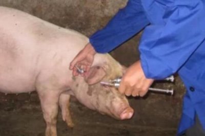 如何给猪注射,可肌肉注射、耳静脉注射或增食穴注射