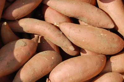 地瓜的高产种植技术,通常用直播