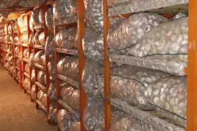 大蒜怎么腌制,分别介绍腌咸蒜、腌糖蒜和腊八蒜