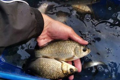 养鲫鱼换水频率,夏季每隔3-4天换一次