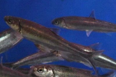 我国最贵的十大淡水鱼，前三分别为云南裂腹鱼、长江刀鱼、鳇鱼