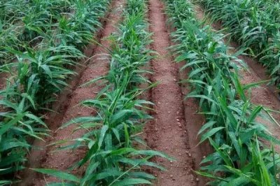 大姜死棵严重怎么防治,可采取培土、杀菌、施肥等措施