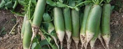 水果萝卜品种,吃起来口感更像是水果