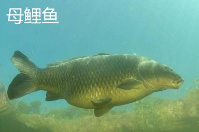 鲤鱼如何分公母,推荐四个简单又实用的技巧