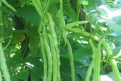 芸豆是豆角吗,芸豆不是豆角