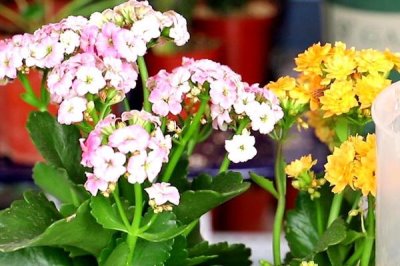 水养花需要多久换一次水，一般10-15天换一次水