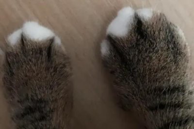 猫嫌热的表现，表现为舔舐身体、换地方睡等