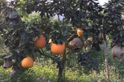 红肉蜜柚的施肥方法,可土壤施肥或根外追肥