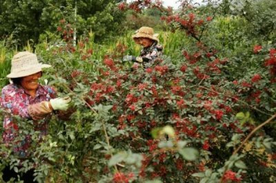 花椒种植市场是否已经饱和，调料需求基本已经达到顶峰
