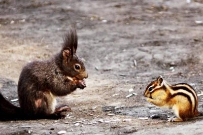 怎么养魔王松鼠,不宜食用肉蛋类食物
