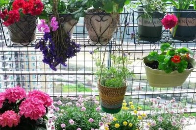 新手养花基本知识，一定要提前了解花盆、土壤和用肥