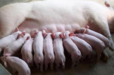 母猪难产如何处理,可驱赶助产