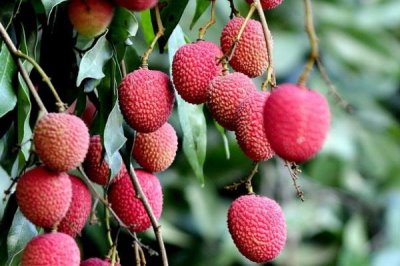 挂绿荔枝几月份上市,6月下旬至7月上旬成熟上市