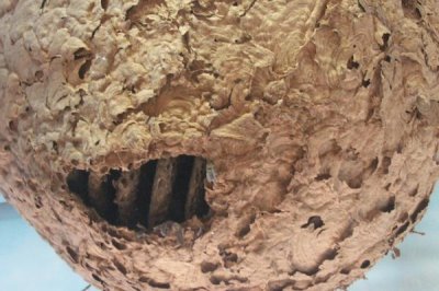 马蜂窝怎么安全处理，试试这4种方法