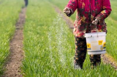 使用氮肥要注意什么，不能和碱性肥料、有机肥一起使用