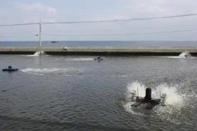 草虾的养殖技术,可在晴天上午投放草虾苗