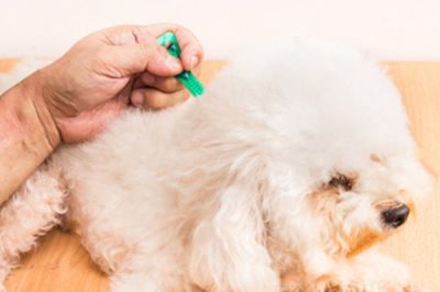 狗狗体内外驱虫方法,可以使用滴剂或者喷剂