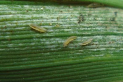 葱叶为什么会出现白斑,可能是葱蓟马、斑潜蝇、灰霉病等病虫害所导致