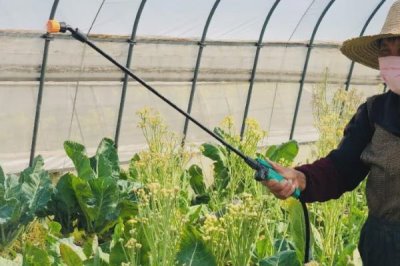 大棚蔬菜冬季施肥注意事项,建议有机肥和无机肥相结合