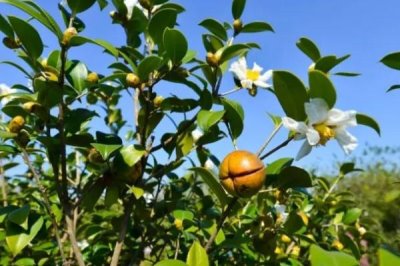 油茶的品种,有普通油茶、越南油茶,小果油茶等