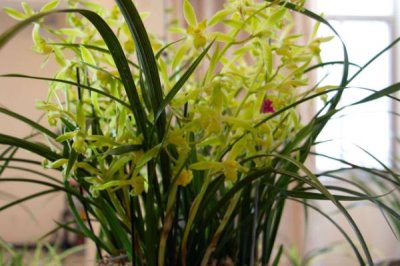 兰花如何过冬,必须要及时搬进室内