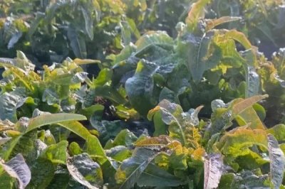 莴笋的种植方法,春季和秋季均可种植