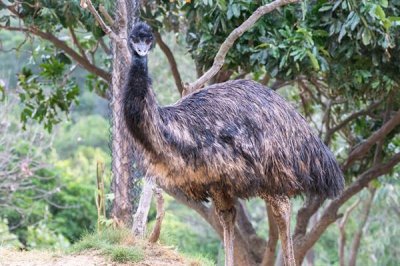 鸸鹋如何养殖,喜欢在宽场的地方上活动