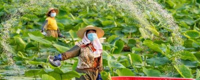 莲藕隔多长时间施一次肥料，施肥间隔通常为半个月