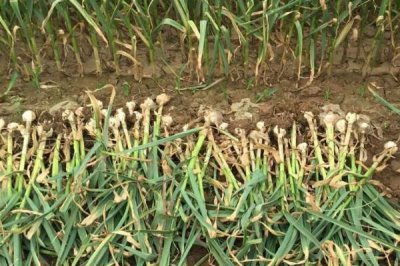 夏秋季节的农事有哪些，6月中旬常收割小麦