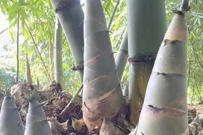 竹子的种植成本，投资因品种而异