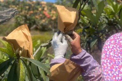 枇杷为什么要套袋以及操作方法，套袋可以减轻病虫害、提高商品率