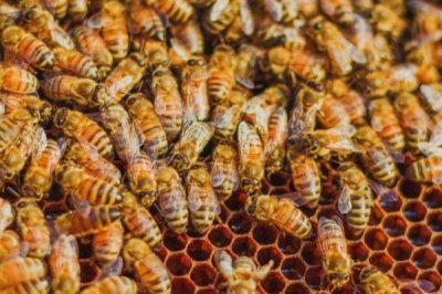 蜜蜂何时会快速繁殖,春季蜜源较丰富时繁殖速度较快