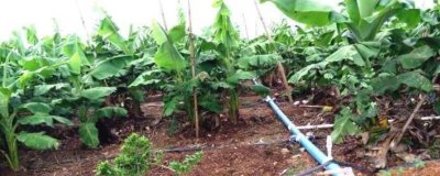 香蕉怎么施肥,生长期需多次施用化肥