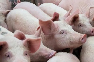 猪不肯吃食怎么办,需找到原因再对症下药