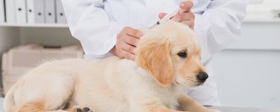 狗狗注射疫苗的注意事项,生病期间不能打疫苗