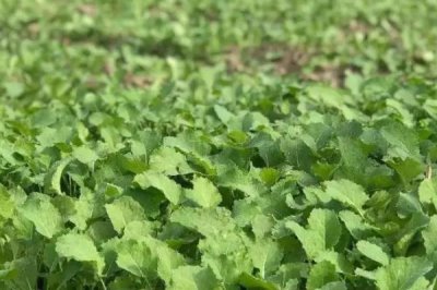 油菜苗期病虫草害防治方法，不同病害的防治方法不同