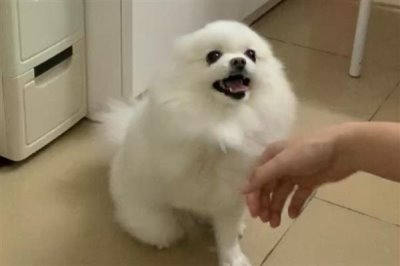 博美犬怎么训练，需要从简单到难