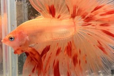 怎么养泰国斗鱼,建议用大点的水族箱